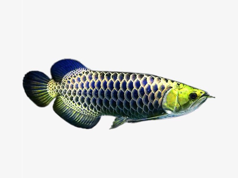 Brasov Golden head blue bottom Golden Arowana