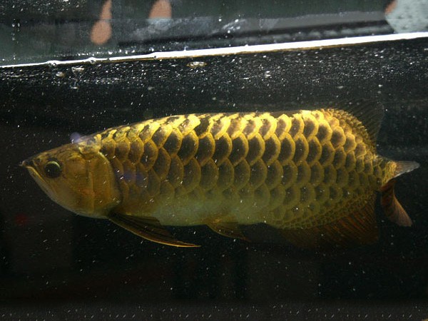 Brasov Thick framed Golden Arowana