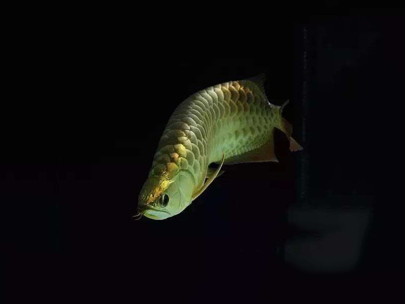 Brasov B. Golden Arowana