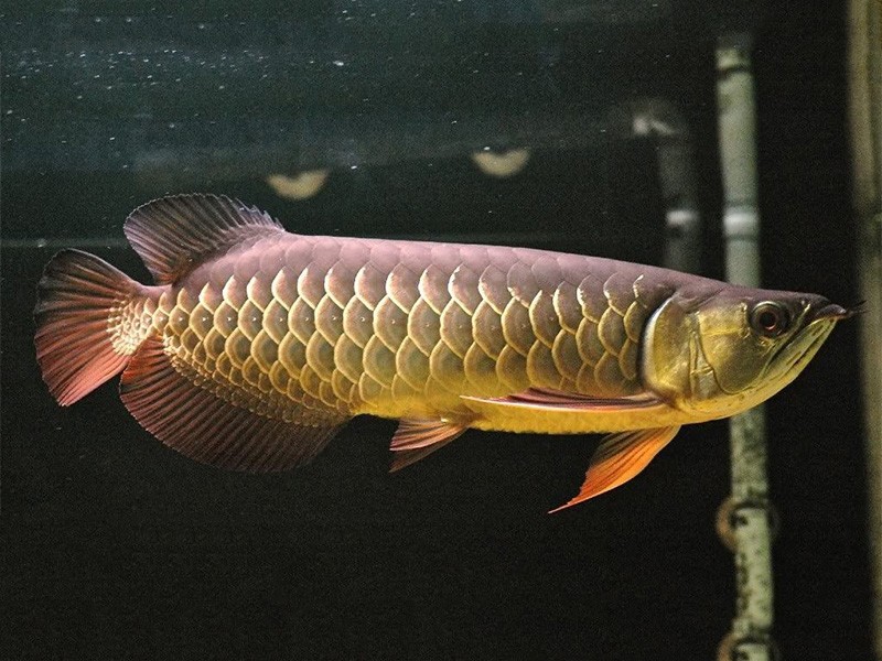 Brasov Red Tail Golden