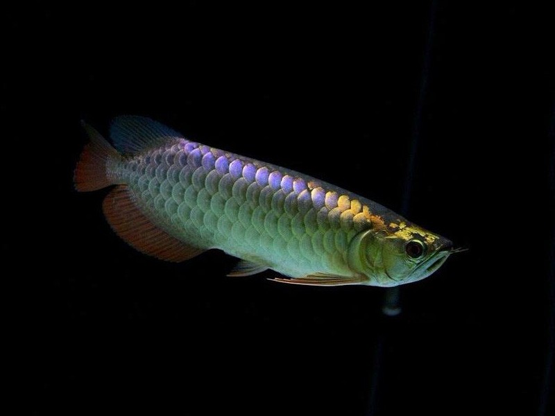 Brasov Golden Arowana with purple background