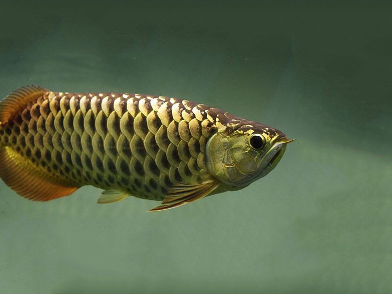 Brasov Golden Arowana with chocolate base