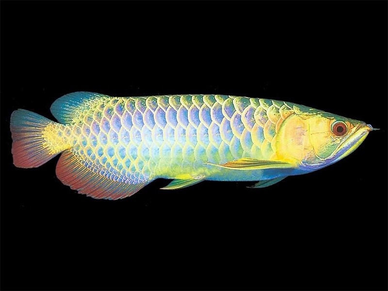 Brasov Colorful Golden Arowana