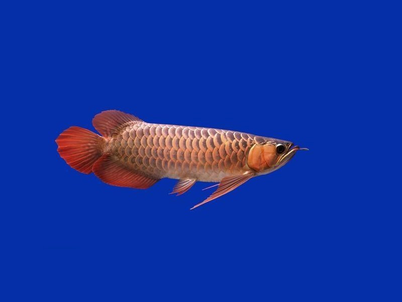 Brasov Over backed Golden Arowana