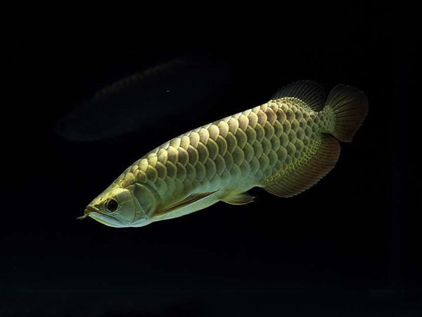 Brasov Golden headed Arowana