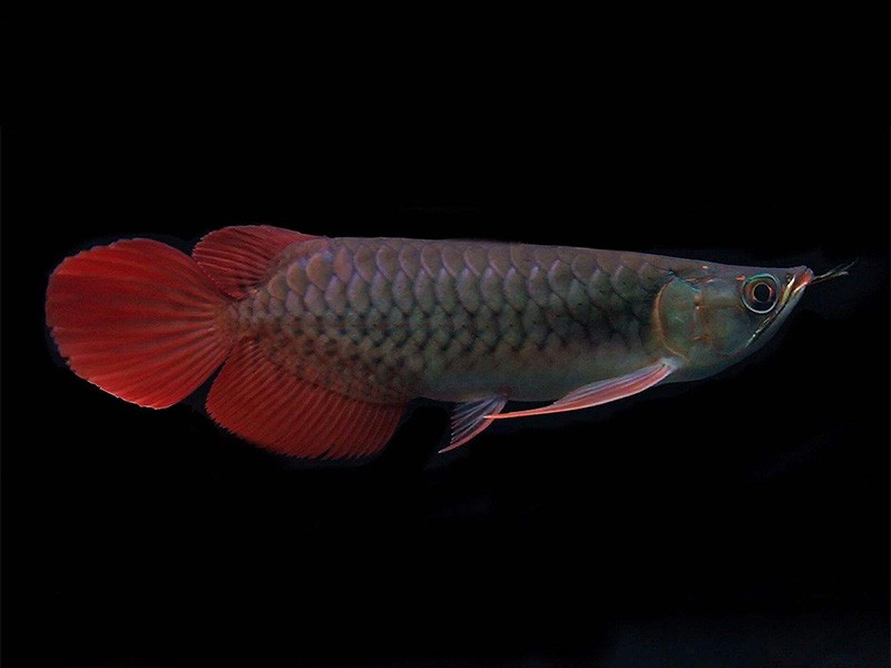 Brasov Cocked chariot purple Yan blood red dragon