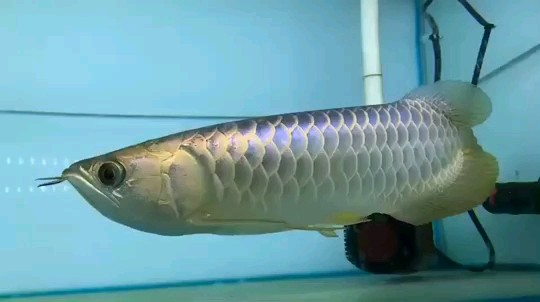 Brasov Blue golden dragon fish with blue background