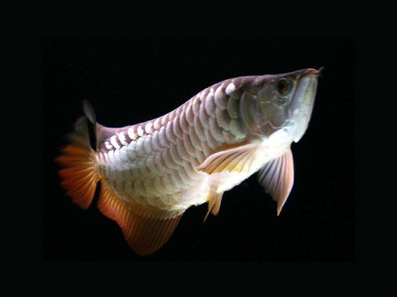 Brasov High backed Golden Arowana