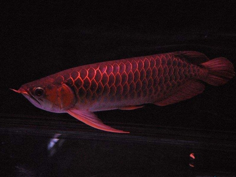 Brasov Red arowana with thin frame