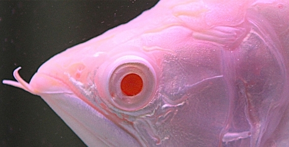 Brasov White dragon fish