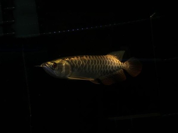 Brasov Fine framed Golden Arowana