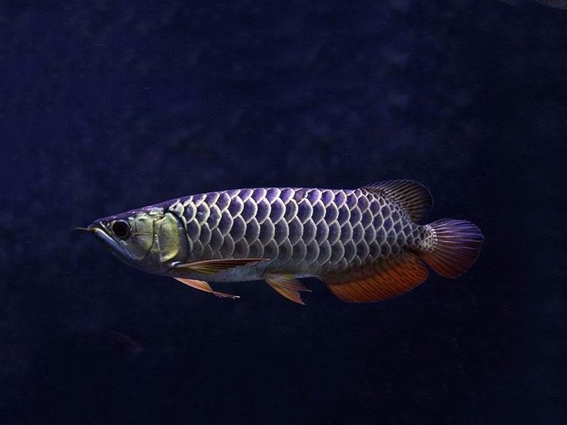 Brasov Blue bottom Golden Arowana
