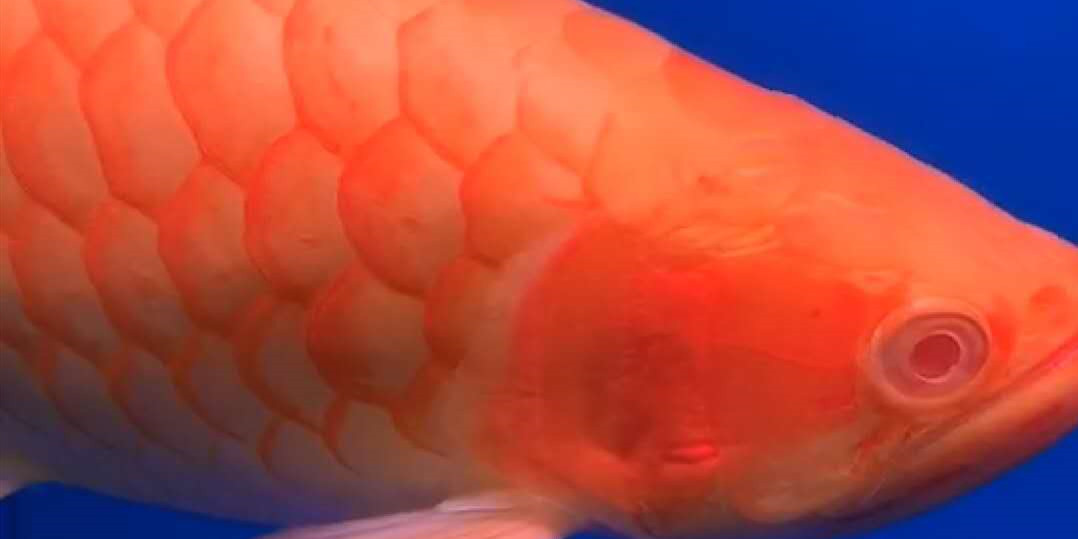 Brasov Baizi red Arowana