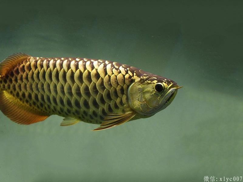 Brasov Chocolate Arowana