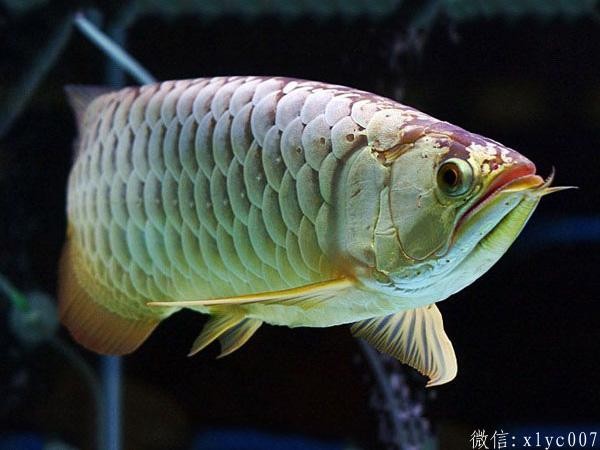 Brasov golden arowana priceGolden Arowana