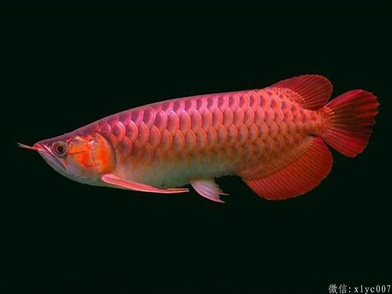 Brasov Chili Red Arowana