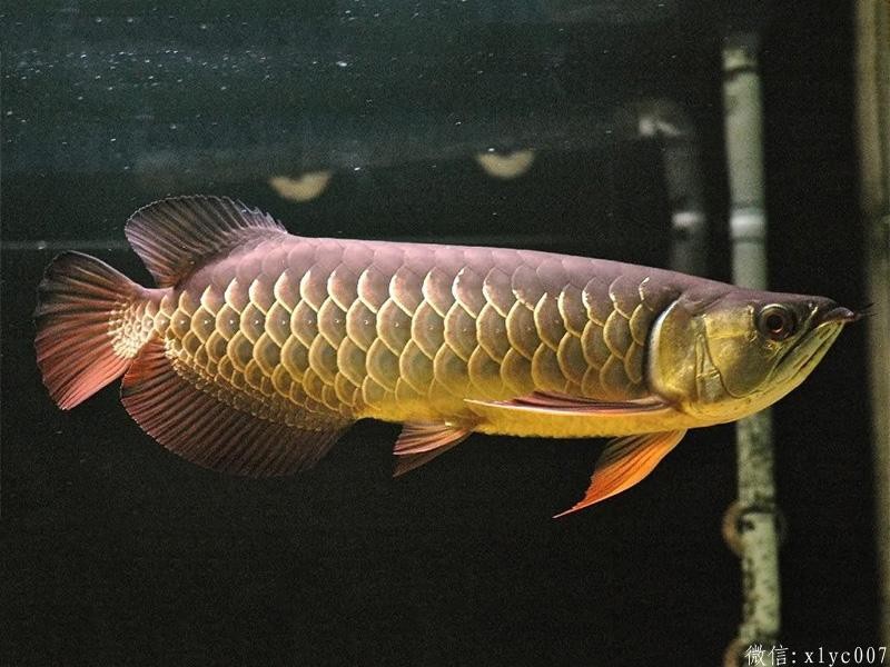 Brasov Red-tailed Arowana