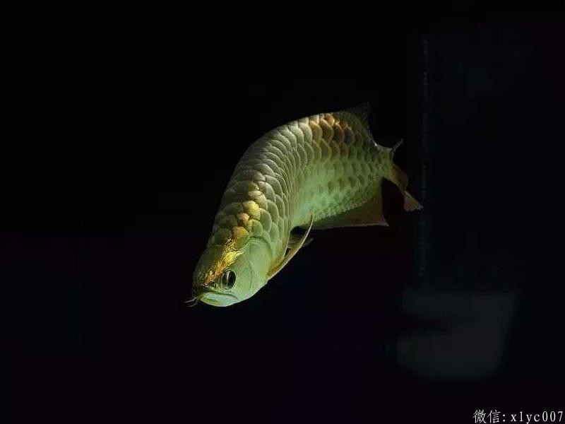 Brasov B over gold arowana