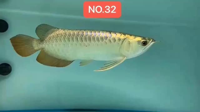 Brasov BMjAyMDA4MzExMTQ0NTFfMTI5NTA3MTY5MF8zNTMxNzgzMDM2M18yXzM=_B36659ed9d9ded01cbacce8e163fdca29