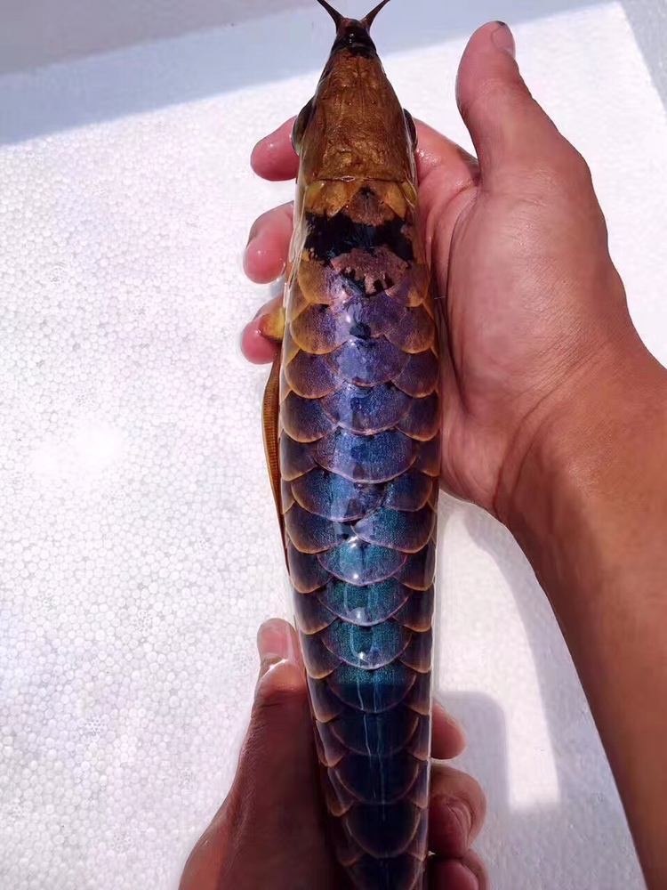 Brasov GOLDEN BLUE BASE CROSS BACK