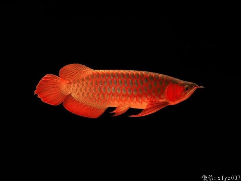 Brasov Red Arowana