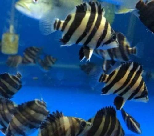 Brasov Sumatran tiger fish