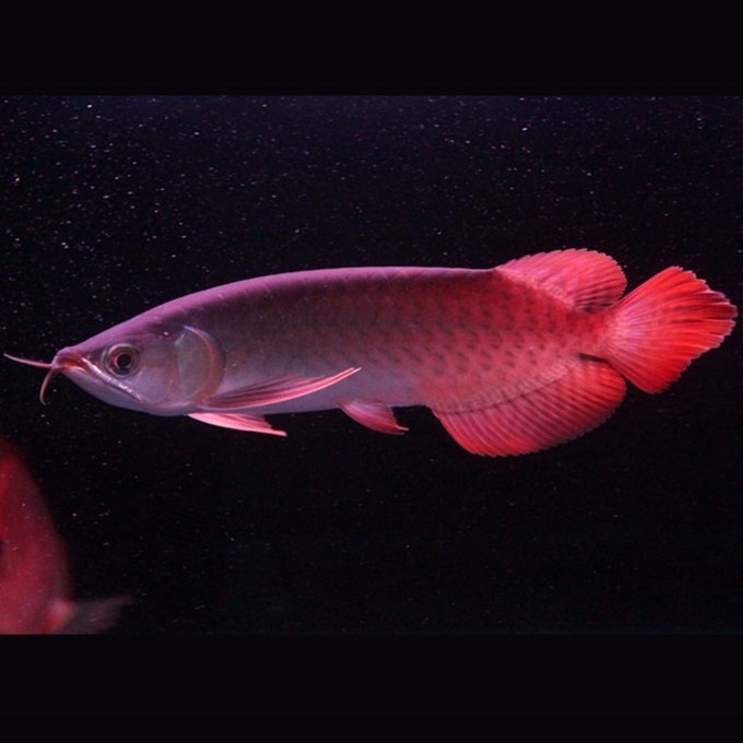 Brasov Indonesian Red Arowana
