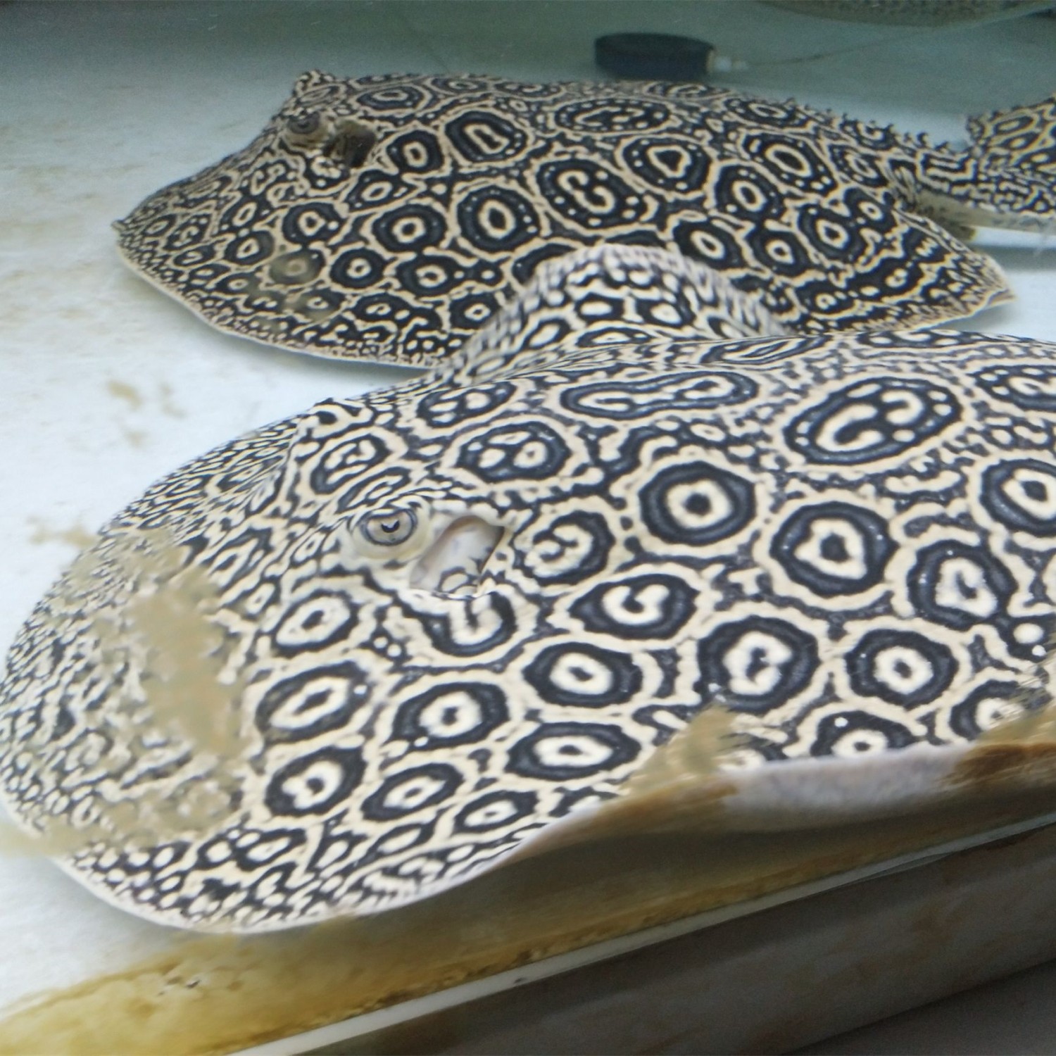 Brasov Pearl Stingray