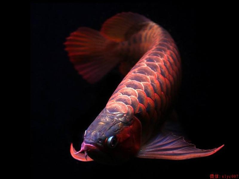 Brasov Orange Red Arowana