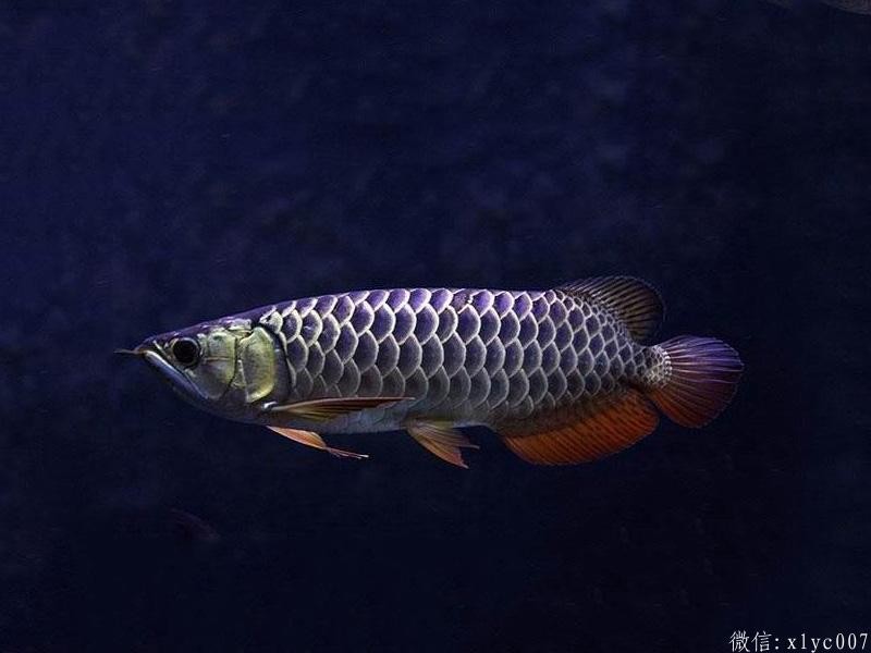 Brasov Blue-backed Arowana