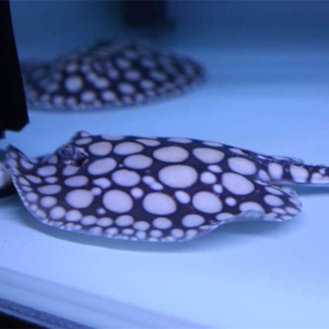 Brasov BLACK DIAMOND ,BD STINGRAY