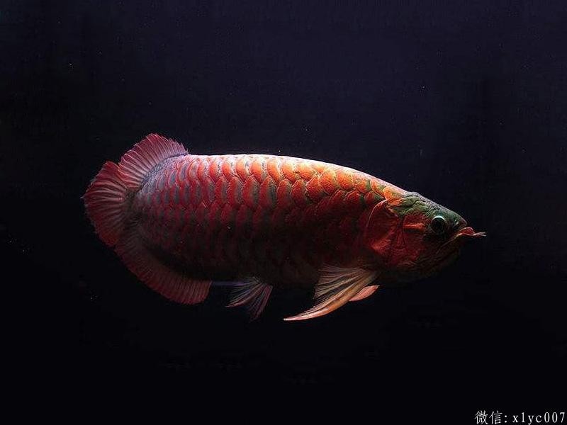 Brasov Thick frame red dragon fish
