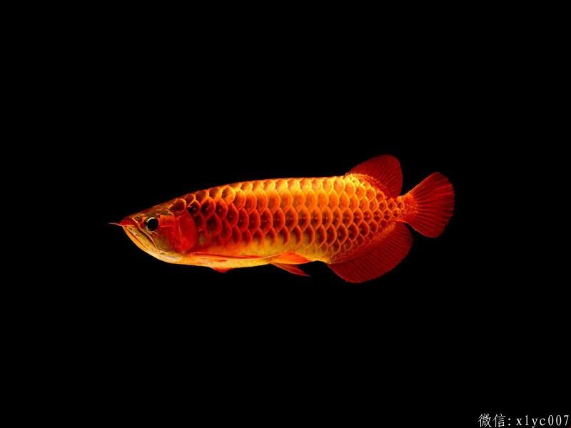 Brasov Blue Dragon Fish