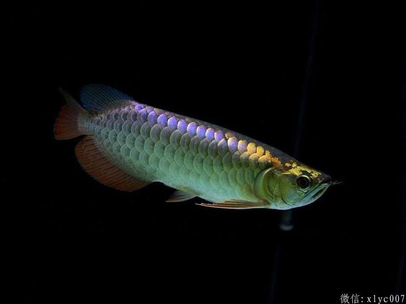 Brasov Purple-backed Arowana