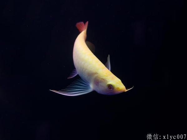 Brasov Albino ReArowanad Dragon Fish