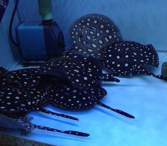 Brasov 201907121562912904234851