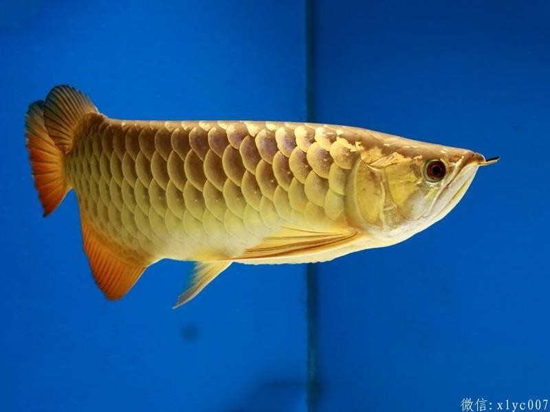 Brasov Overback Arowana