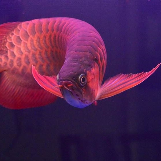 Brasov SUPER RED AROWANA