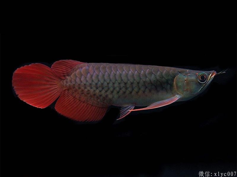 Brasov The bloody dragon