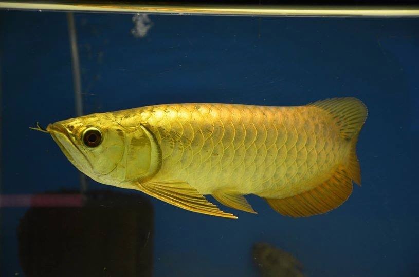 Brasov 24k Golden Arowana
