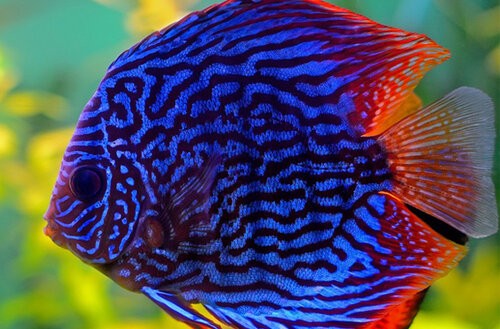Brasov discus+fish