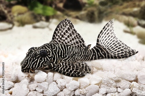 Brasov Hypostomus+plecostomus