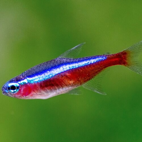 Brasov Red+neon+tetra