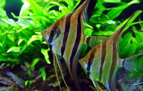 Brasov Angelfish
