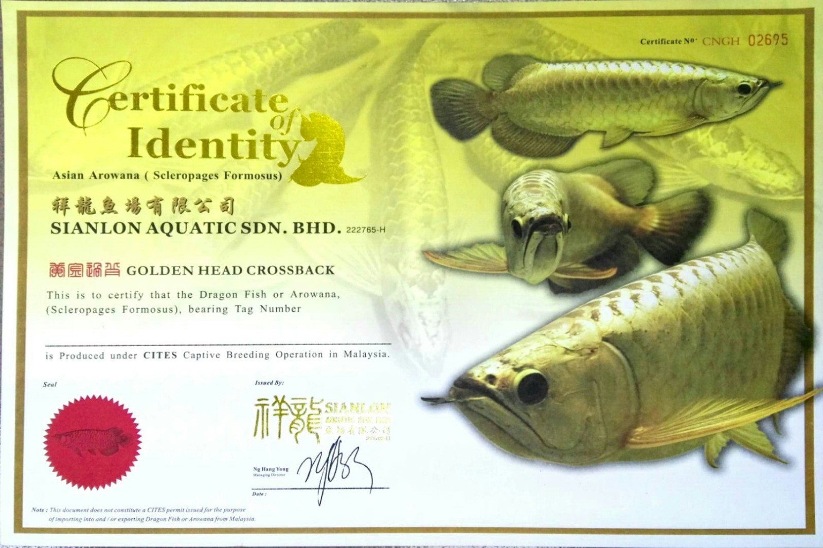 Brasov GOLDENHEAD CROSSBACK