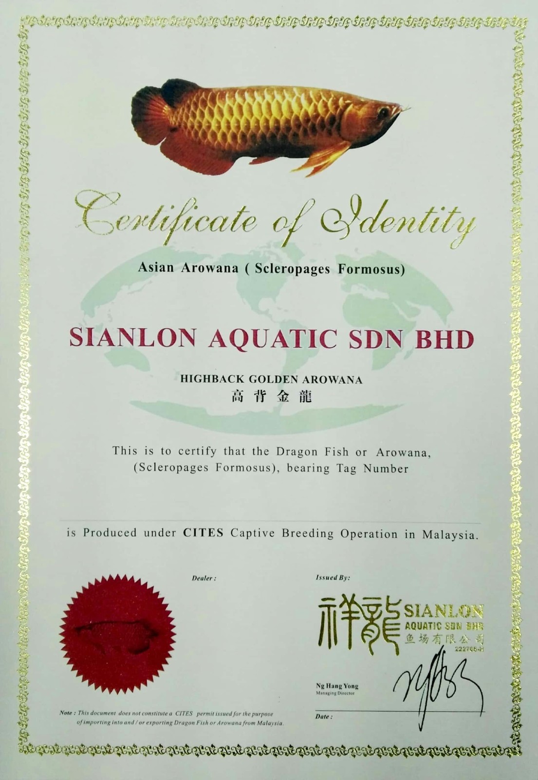 Brasov HIGHBACK GOLDENAROWANA